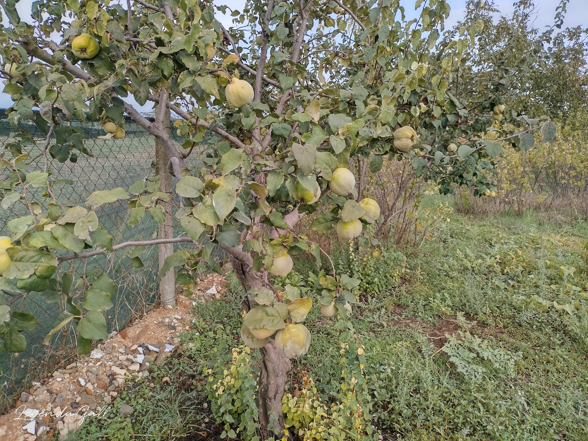 Айва крупнеет