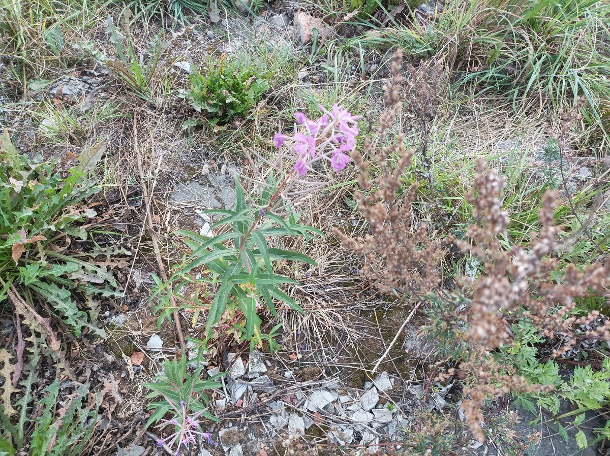 Даже иван-чай ещё цветёт