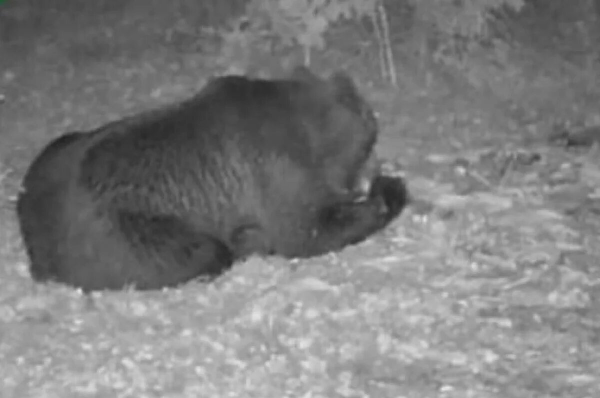    Под Пензой медведь попал в фотоловушку на подкормочной площадке