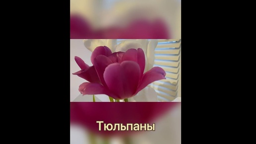 #Тюльпаны ...что значит с любовью на 8 марта...почти неделя