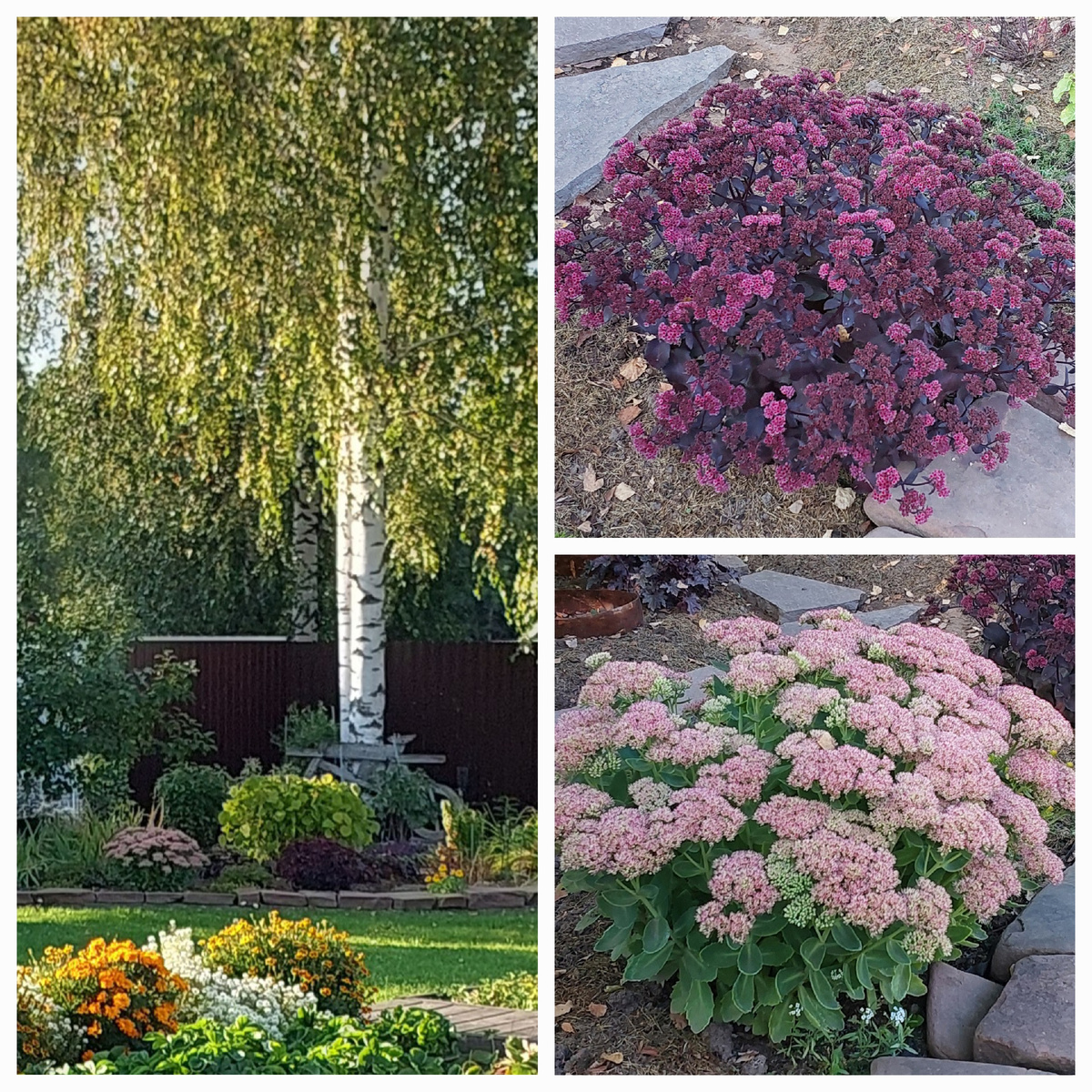 Стародачные.