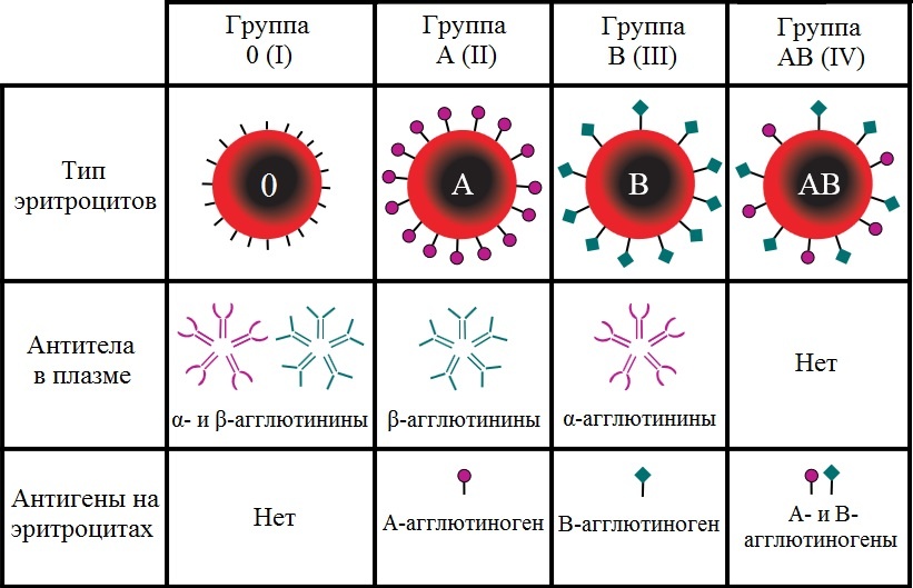    Поверхностные антигены эритроцитов и антитела к ним в плазме крови групп крови системы ABO.Википедия