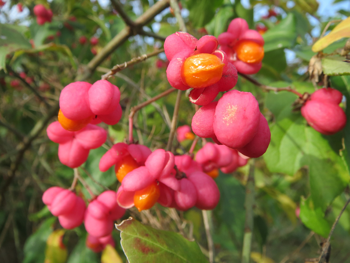 фото Euonymus europaeus Википедия
