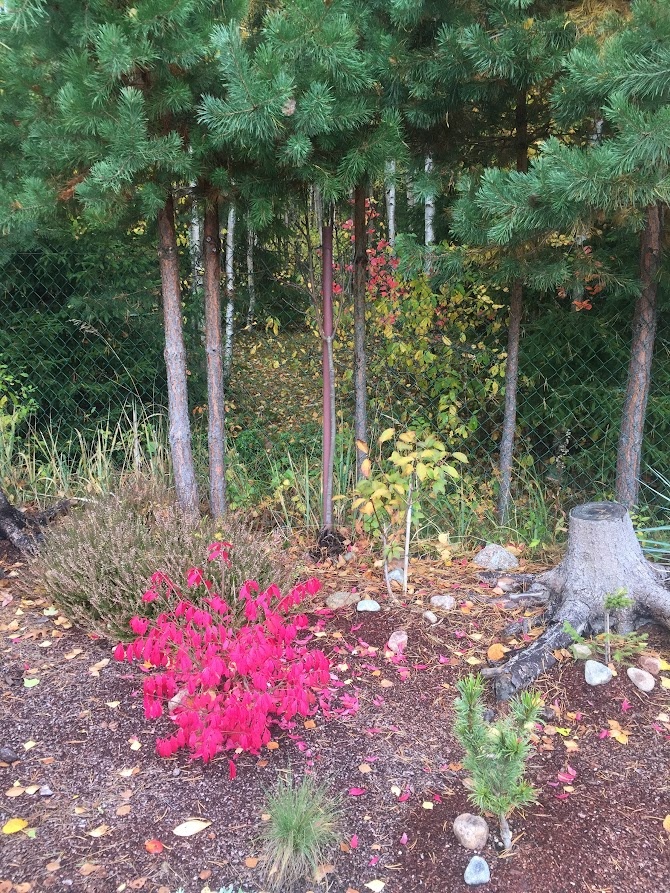  05.10.22  Euonymus alatus Little Moses Odom