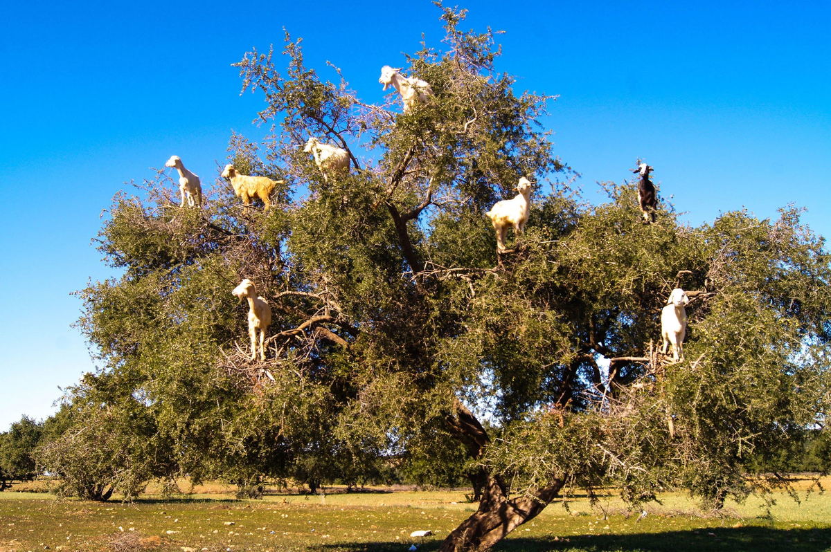 Козы не дураки! 