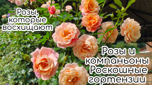 Download Video: Розы и компаньоны. Роскошные гортензии