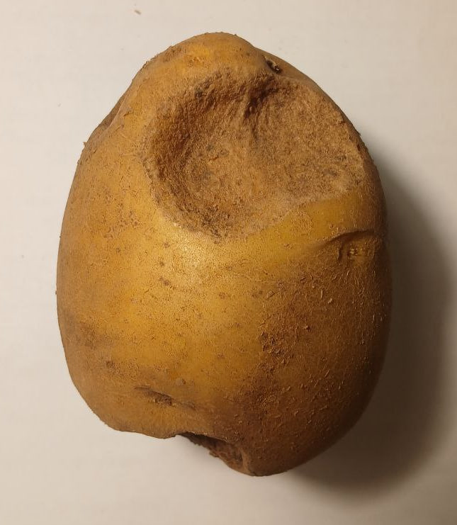 Картофель с укусами медведки