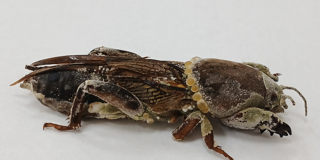 Гриб метаризиум, который не оставит медведке шанса выжить