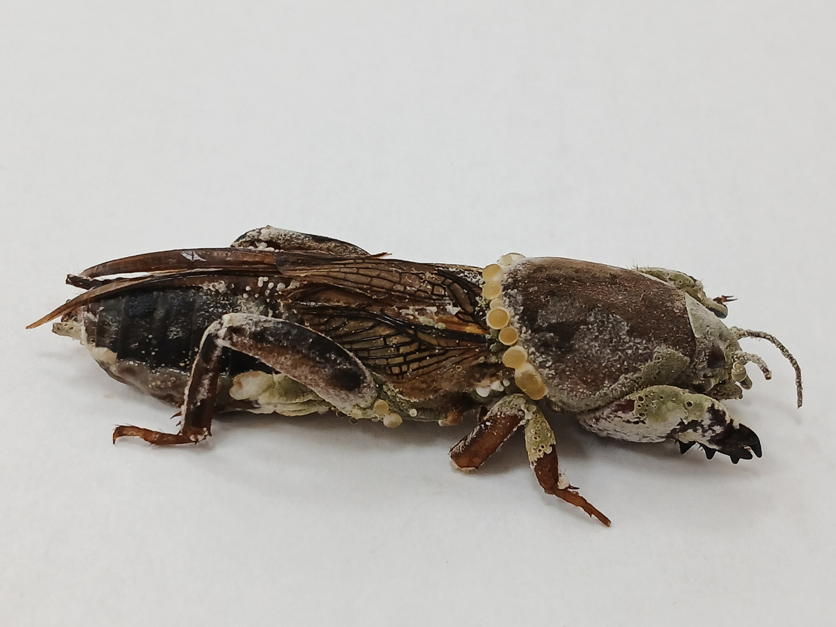 Медведка, поражённая энтомопатогенным грибом