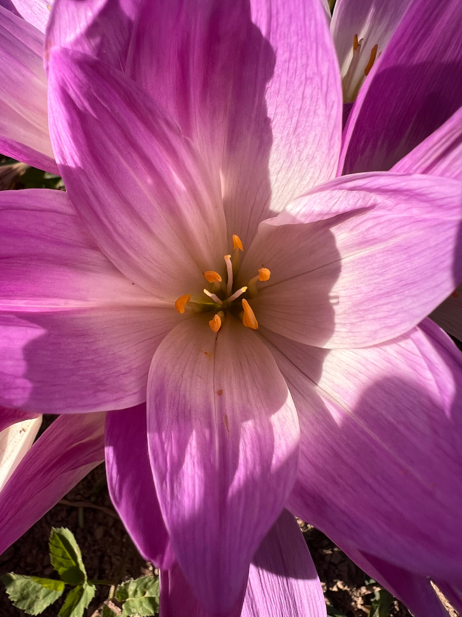 Осень как весна. Во всю цветут цветы. 