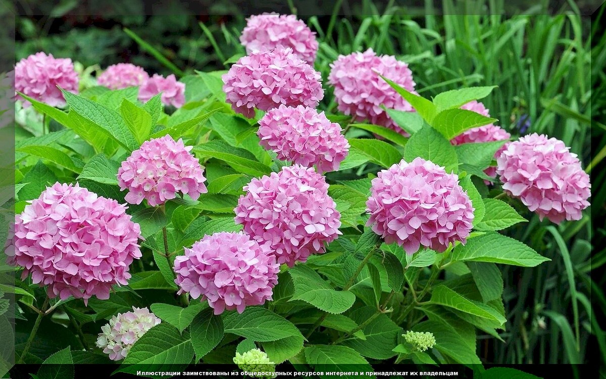https://vk.com/photo-159774511_457266856. Гортензия крупнолистная