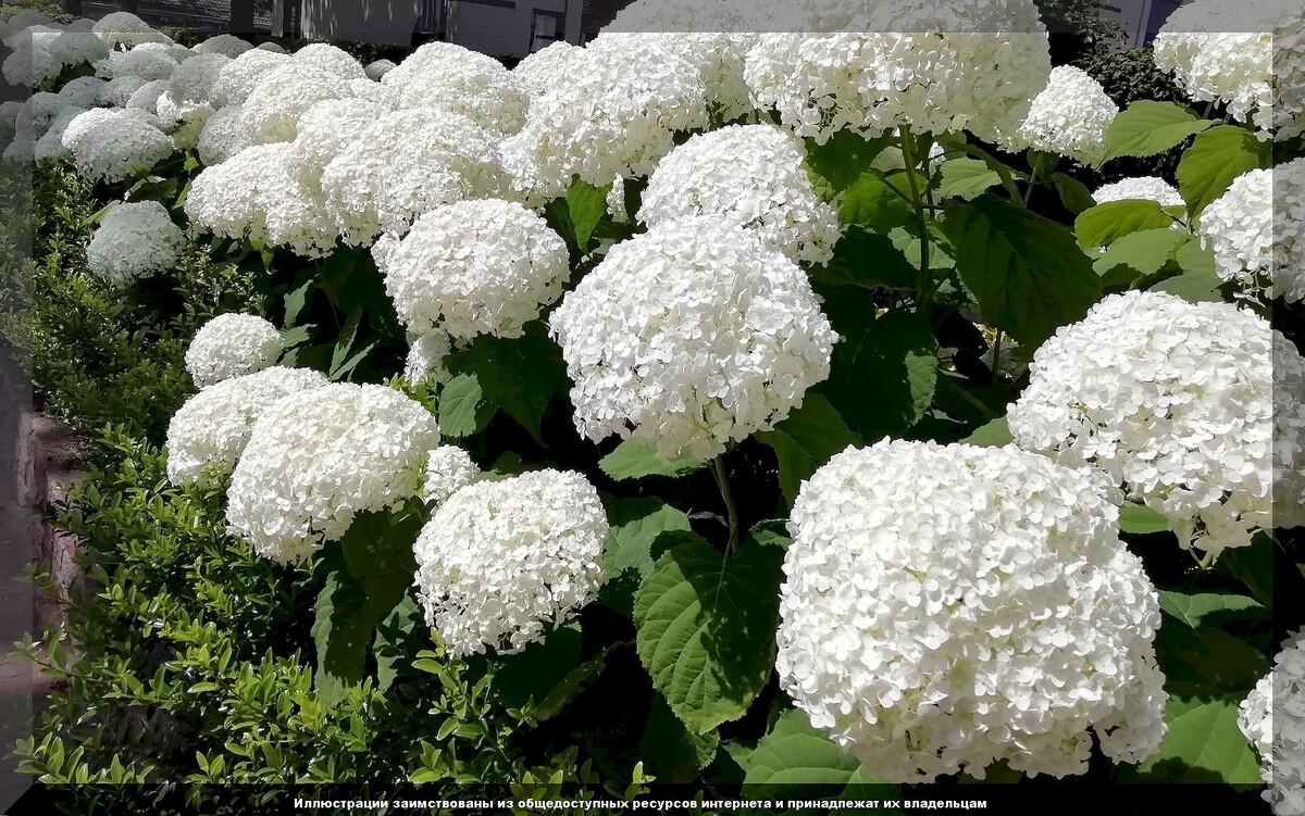 https://vk.com/photo-159774511_457266857. Гортензия древовидная