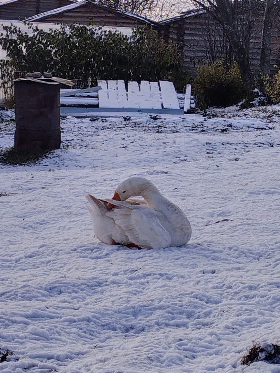 Найдите белого гуся на белом снегу)