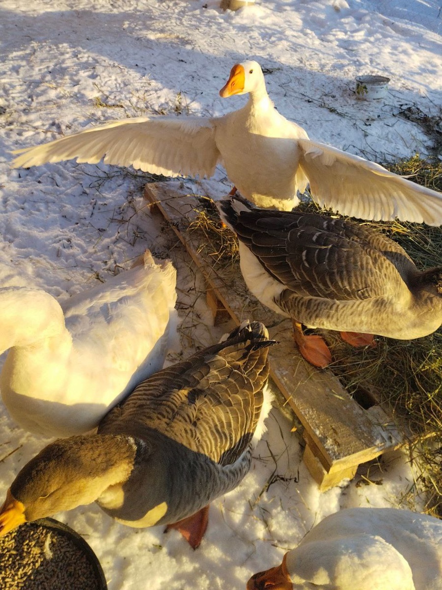 Жруть прямо из ведра