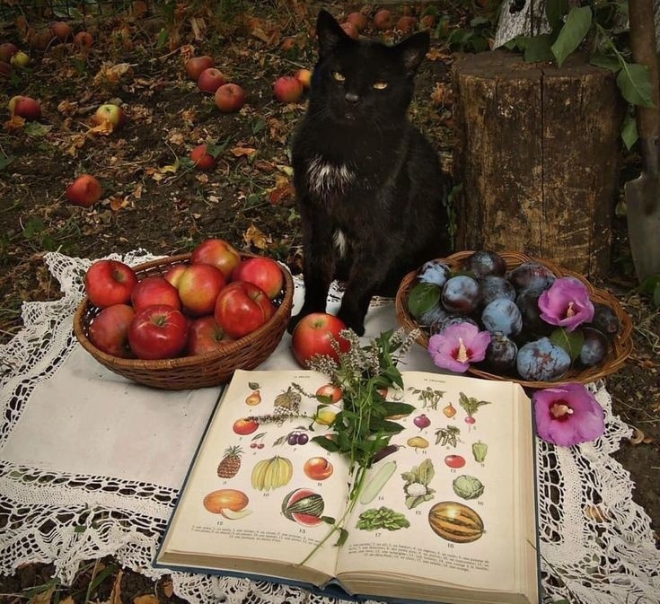 Вот котик уже присвоил результаты труда, причём не своего. А ты чего тележишься? Будь как котик. 