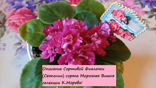 Описание Сортовой Фиалочки (Сенполии) сорта Морозная Вишня селекции К.Морева!