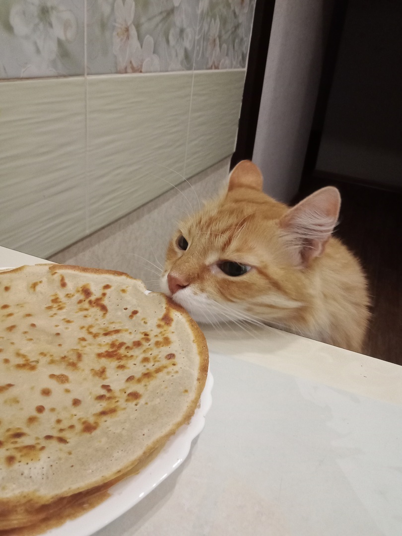 Кот Флорес косплеит кота с блинами Джаза