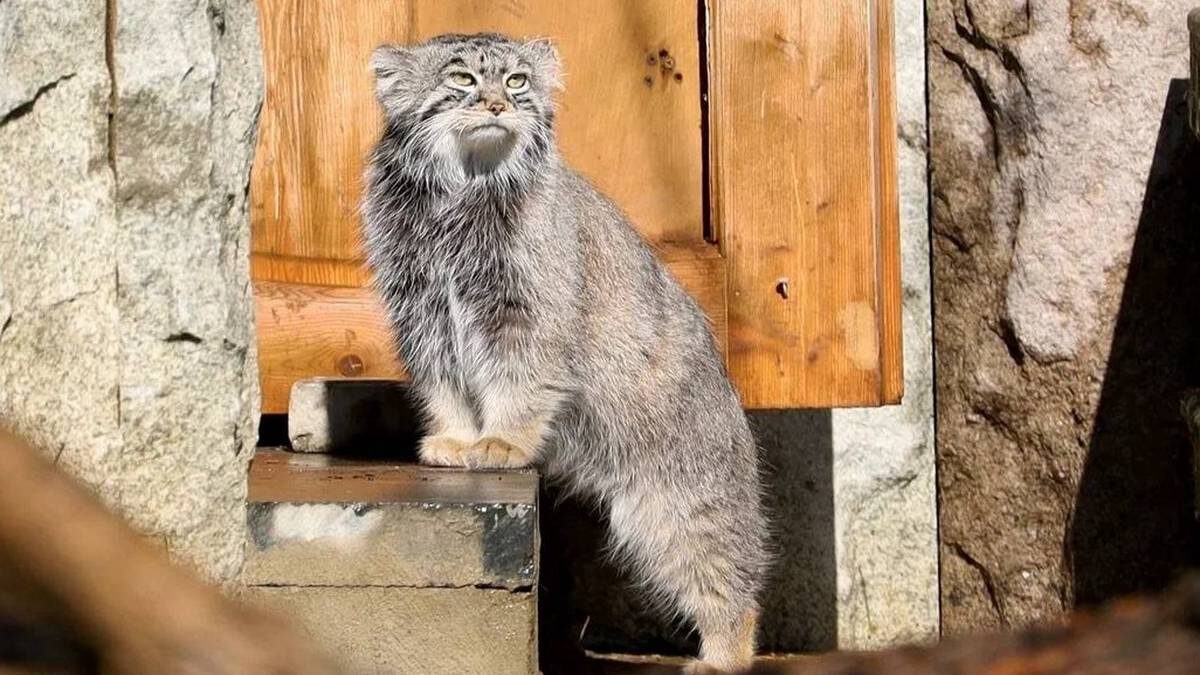    Фото: Telegram / Московский зоопарк
