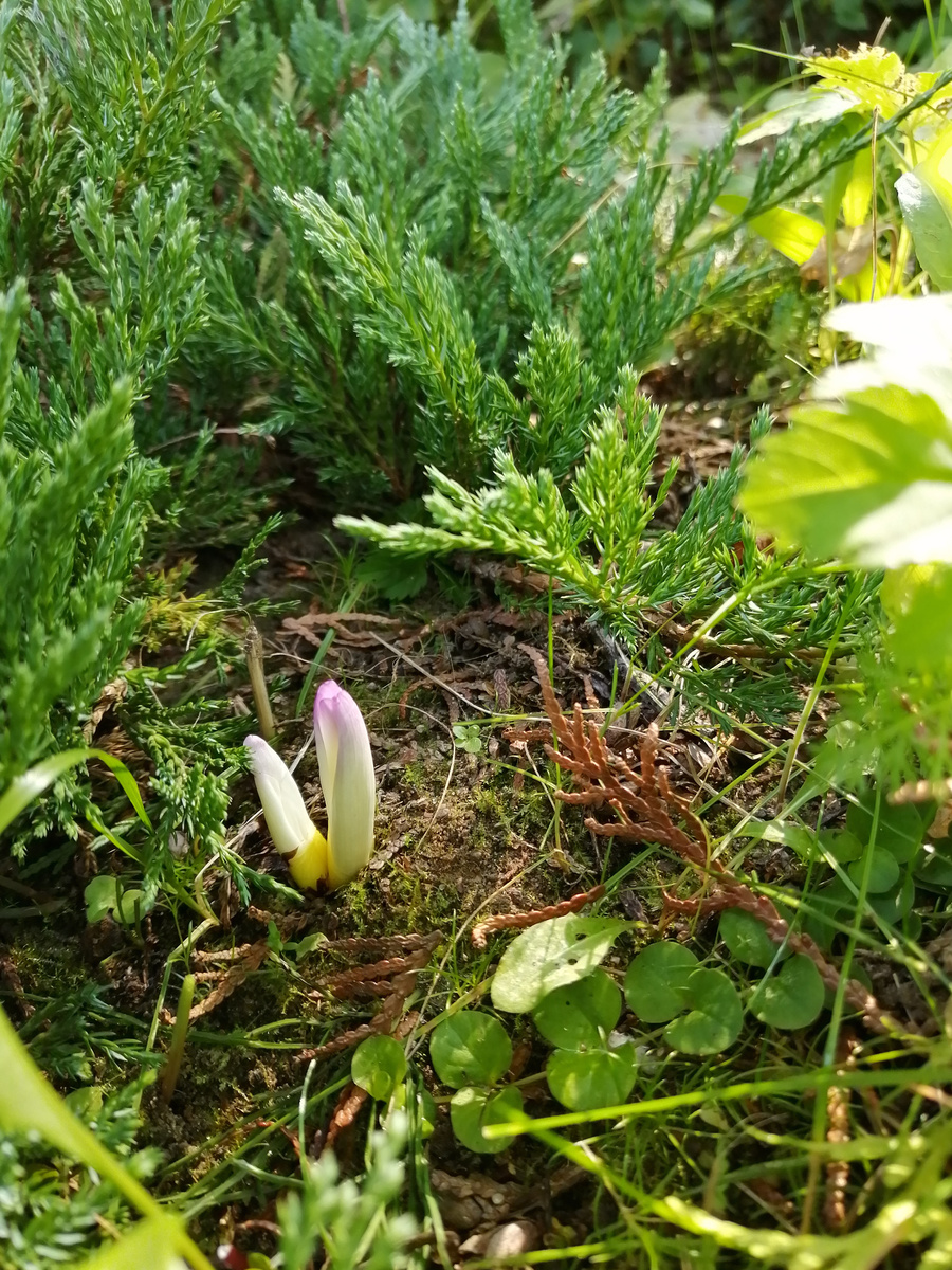 Безвременник, самое начало цветения