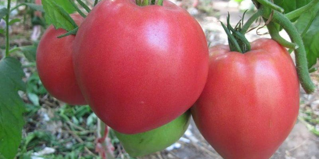 Супер мясистые, вкусные и сочные помидоры, не только по моим отзывам но и по отзывам дачников и огородников