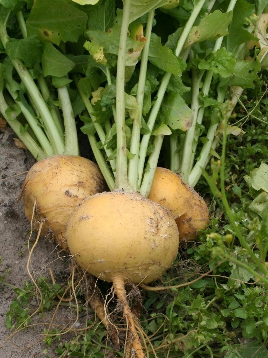 Репа - царица корнеплодов.