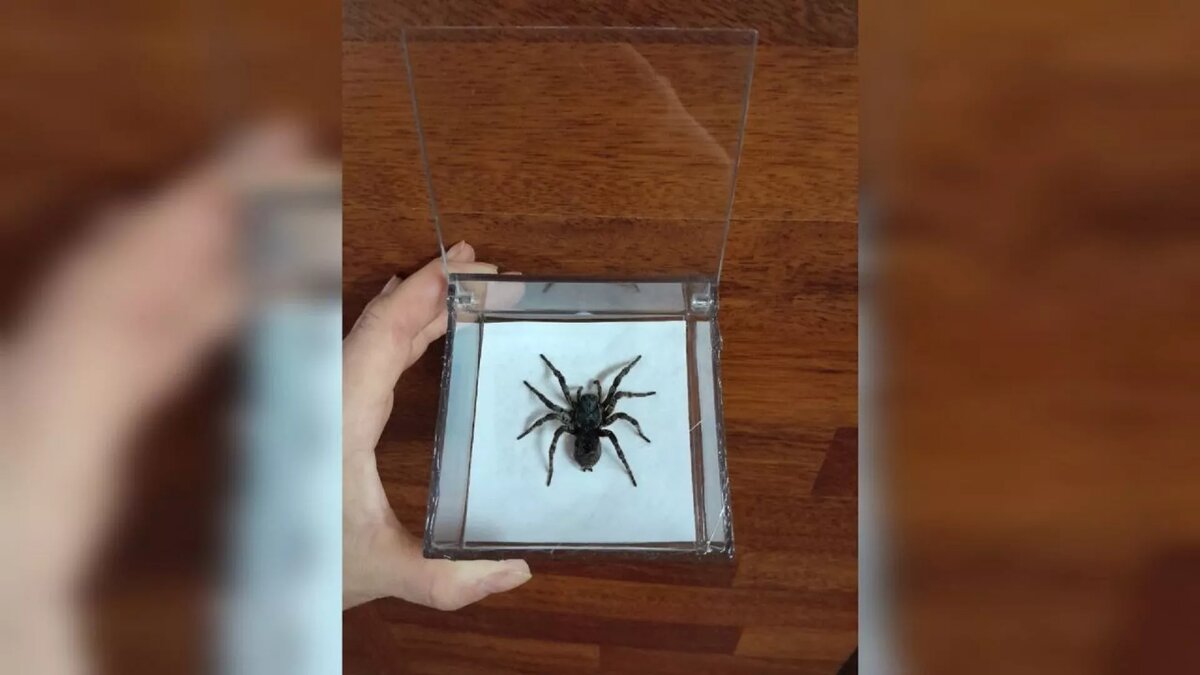 Листайте вправо, чтобы увидеть больше изображений