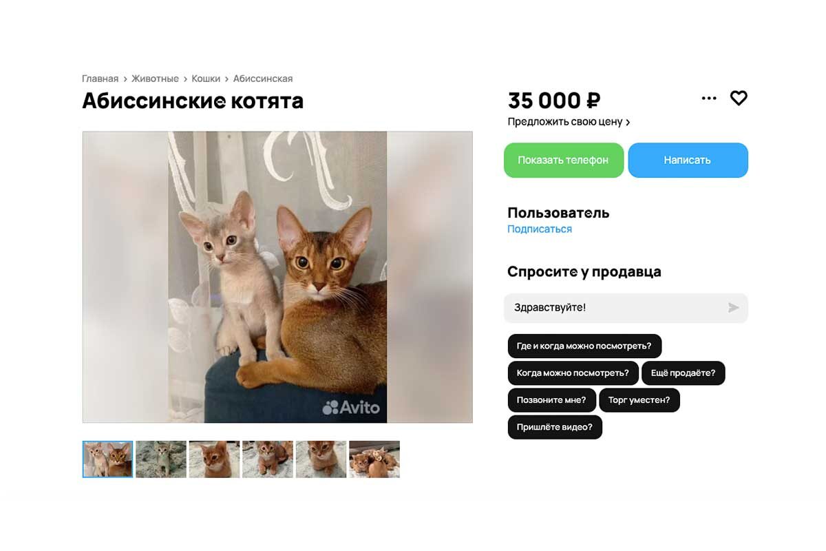 Avitio📷Абиссинских котят можно купить за 35 тыс. рублей