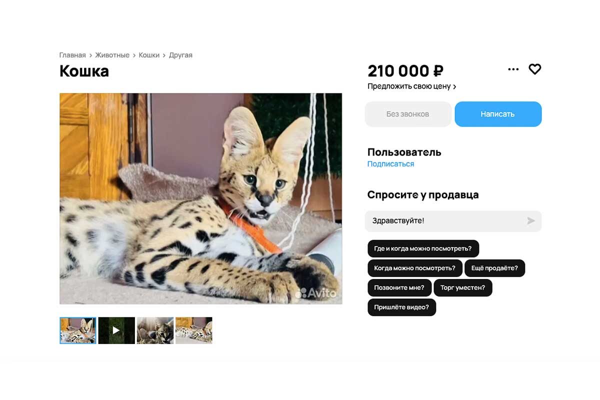 Avitio📷Самой дорогой кошкой в России стала бенгальская кошка