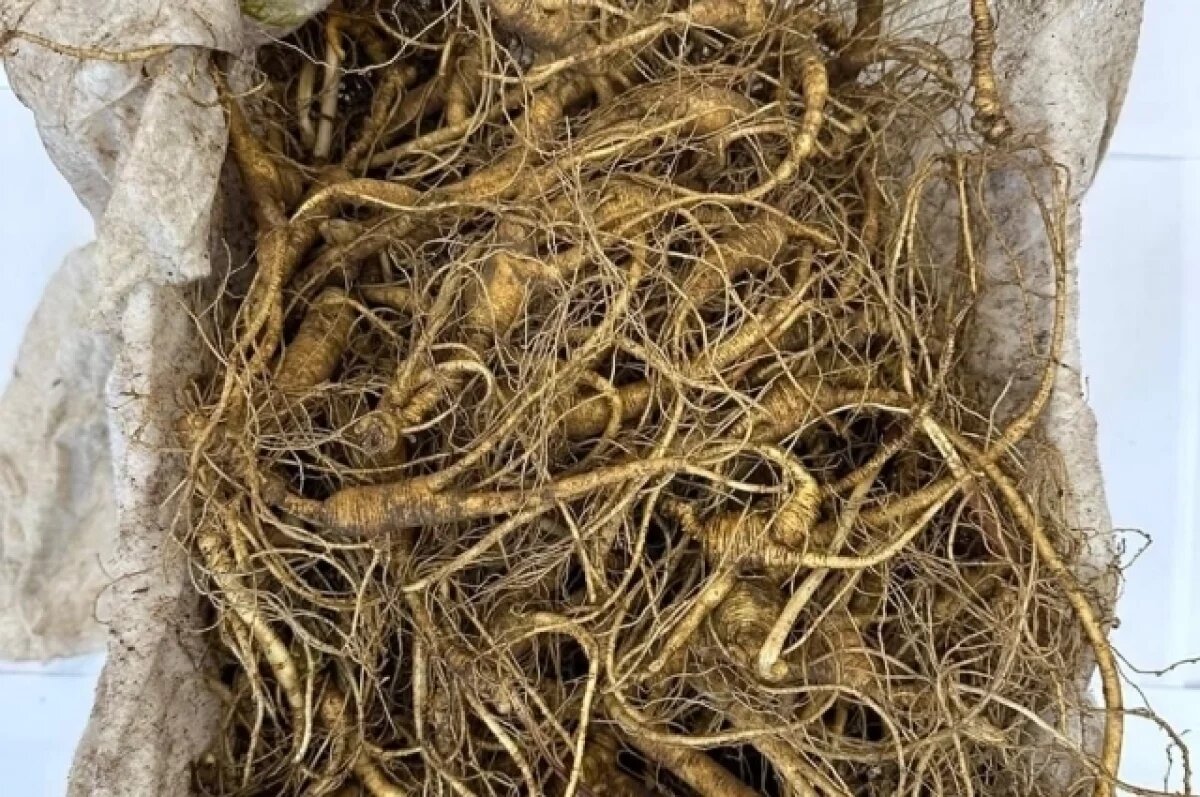    Таможенники Приморья пресекли контрабанду женьшеня в КНР на 3,7 млн руб.