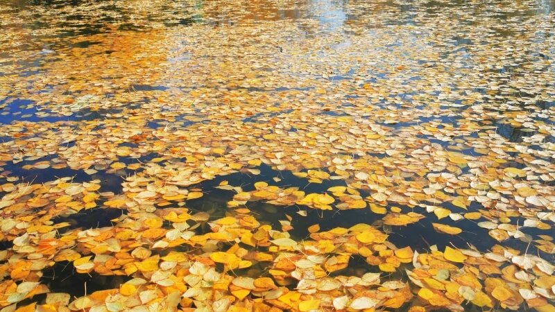     Осень в "Изумрудном" парке: природа готовится к зиме и покрыла пруд желтыми листьями. Barnaul 22