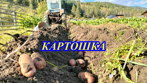 Копаем картошку... 2024г.