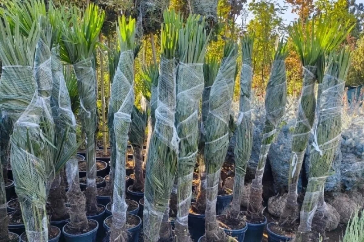    Из Москвы в Красноярск привезут 148 пальм и туй