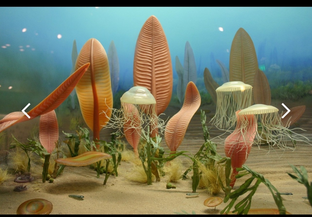 Вендобионты - реконструкциия