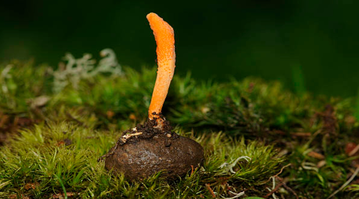 Кордицепс militaris гриб