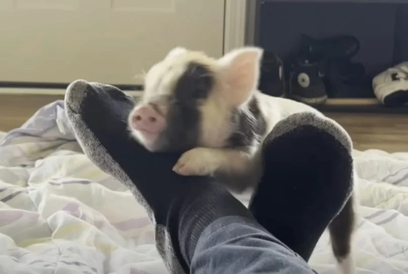 Красавец Монти