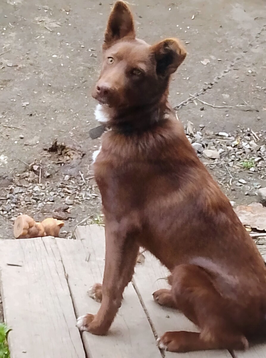 Фото из окна кухни. Мишка ждёт оладьи!😋