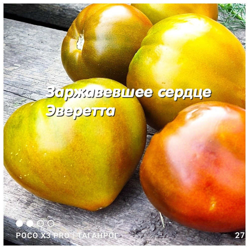 Заржавевшее сердце Эверетта - помидоры невероятного вкуса и красоты
