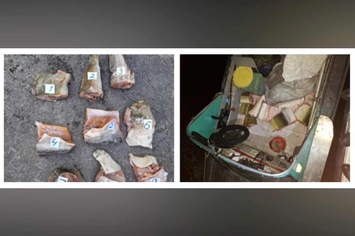    45 кг осетра в Комсомольске-на-Амуре поймали пенсионера в сети правосудия