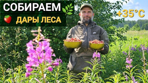 СБОР И ЗАГОТОВКА 🌿ИВАН-ЧАЯ, 🌿ЛЕСНОЙ КЛУБНИКИ И 🌿ГРИБОВ