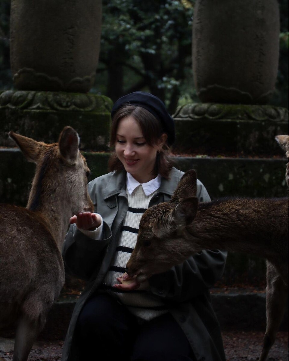 Нара, кормим оленей специальными вафлями