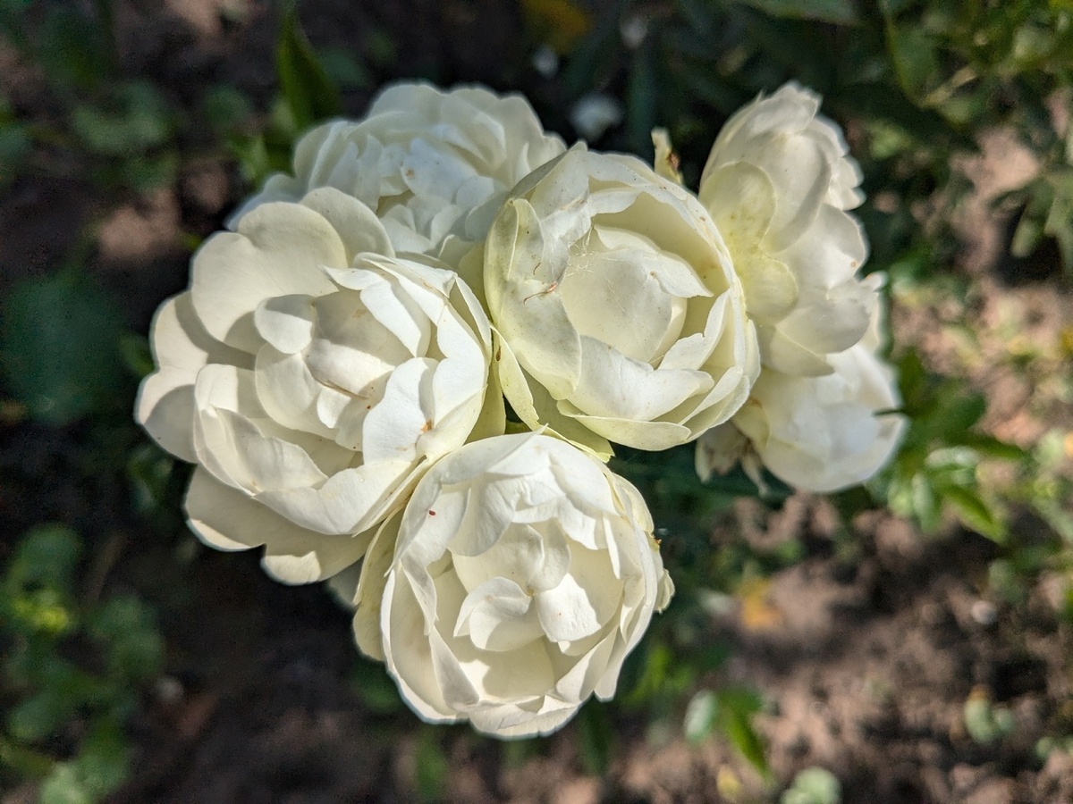 Полиантовая роза, сорт White Morsdag