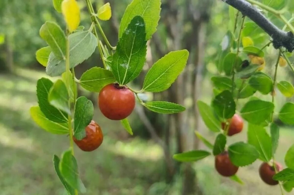    В Сочи появились плоды на китайском финике