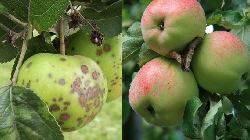Обрабатываю сад от парши проверенным методом: опыт деда сохраняет яблоки здоровыми до весны