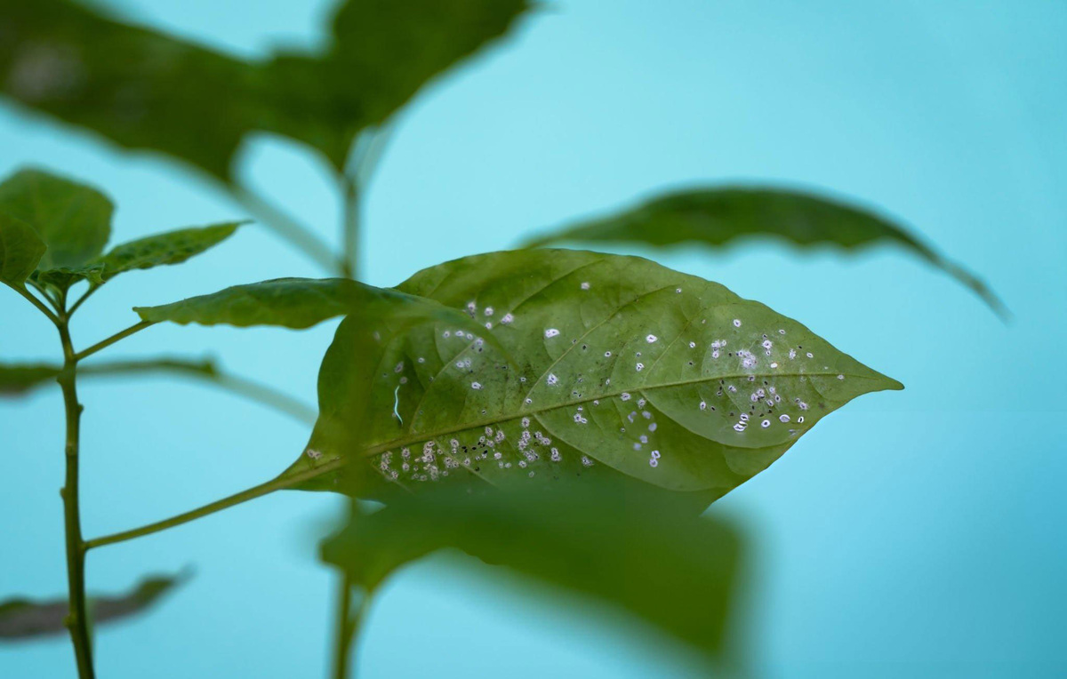 Мучнистая роса