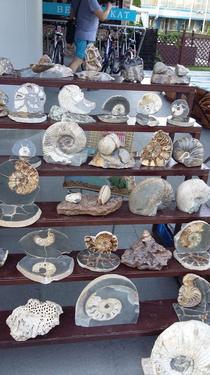 Собрание аммонитов из частной коллекции