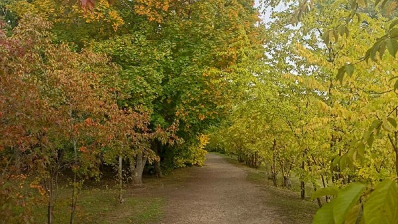     Осенний дендрарий. niilisavenko.org