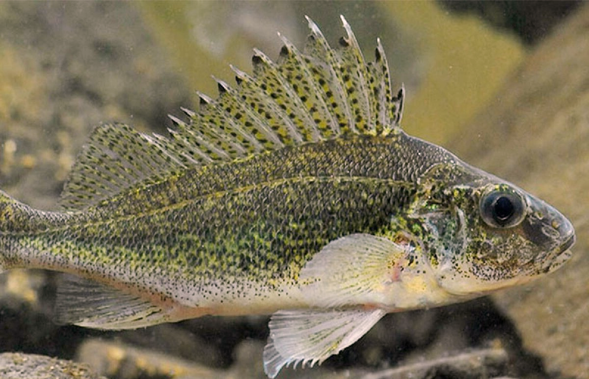 Фото с сайта:https://avatars.dzeninfra.ru