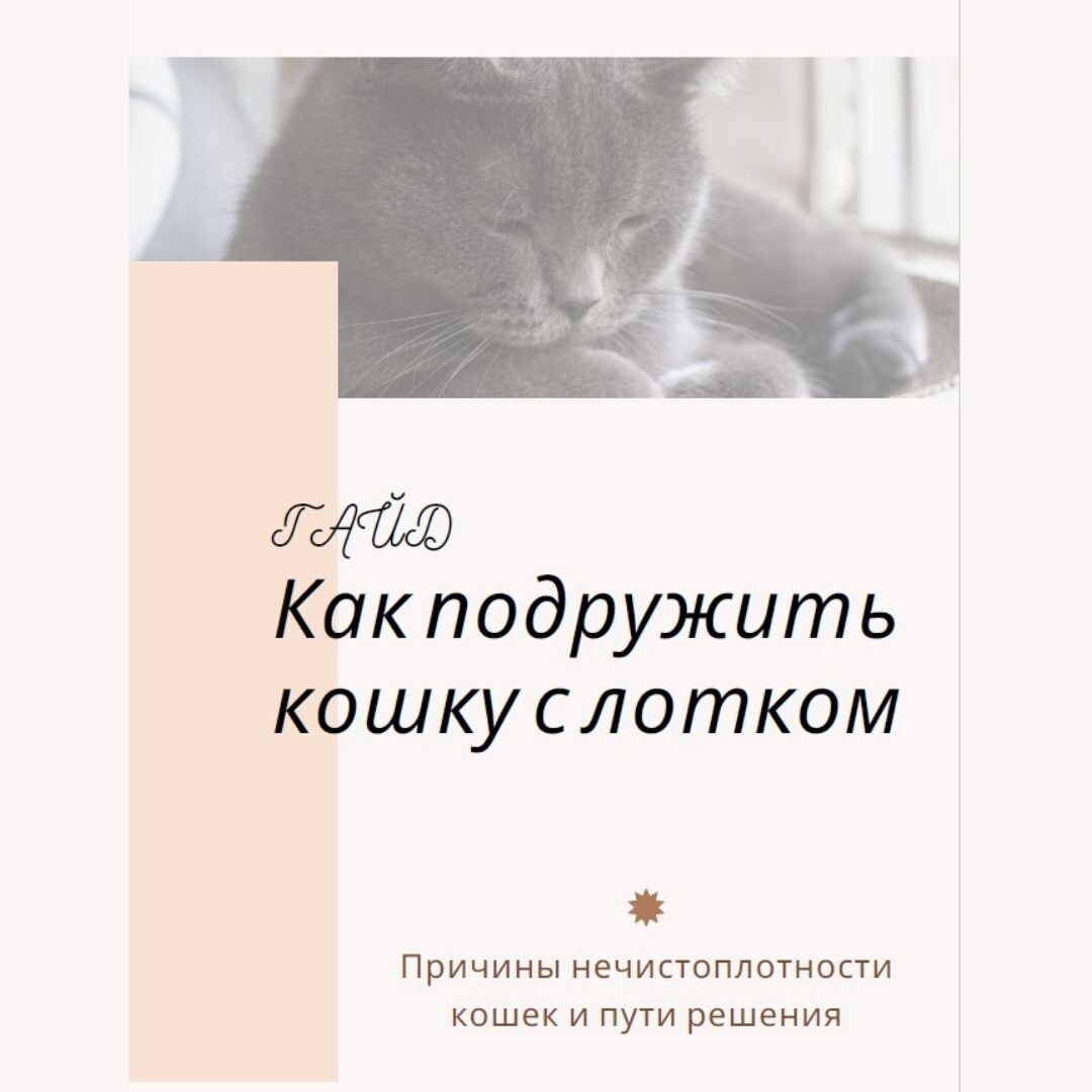 Фото: гайд Кошка ходит в туалет мимо лотка - причины и решения проблемы нечистоплотности кошек, зоопсихолог, фелинолог Екатерина Кастрицкая