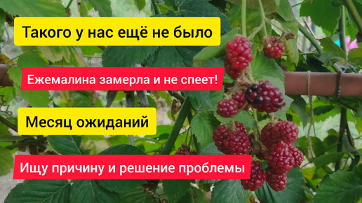 Такого у нас еще не было! Ежемалина замерла и месяц не спеет. Ищу причину и решение проблемы.