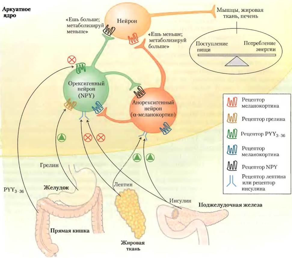 Источник изображения:  ОСНОВЫ БИОХИМИИ ЛЕНИНДЖЕРА - ТОМ 2. БИОЭНЕРГЕТИКА И МЕТАБОЛИЗМ - 2014ЧАСТЬ II. БИОЭНЕРГЕТИКА И МЕТАБОЛИЗМ23. ГОРМОНАЛЬНАЯ РЕГУЛЯЦИЯ И ИНТЕГРАЦИЯ МЕТАБОЛИЗМА МЛЕКОПИТАЮЩИ23.4. Ожирение и регуляция массы тела